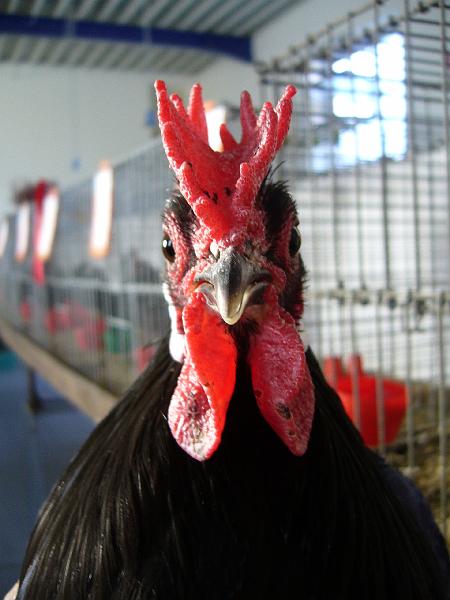 Delbrueck 2008 102.jpg - Zwerg Augsburger schwarz von Michael Kiersch Preis sg 95 KVE